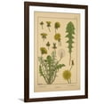 thumbnail image 1 of Art.com Dandelion Giclee Print, Brown Frame Wall Art, 32" x 44", 1 of 4