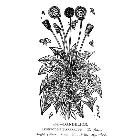 Dandelion. /Nleontodon Taraxacum. Woodcut, 16Th Century. Poster Print by (18 x 24)