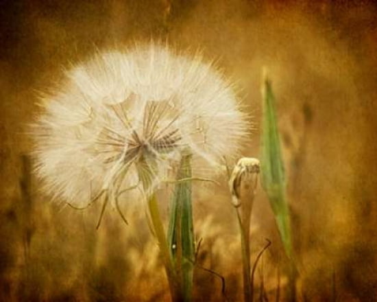 Dandelion Seed Canvas Art - Roberta Murray (20 x 24)