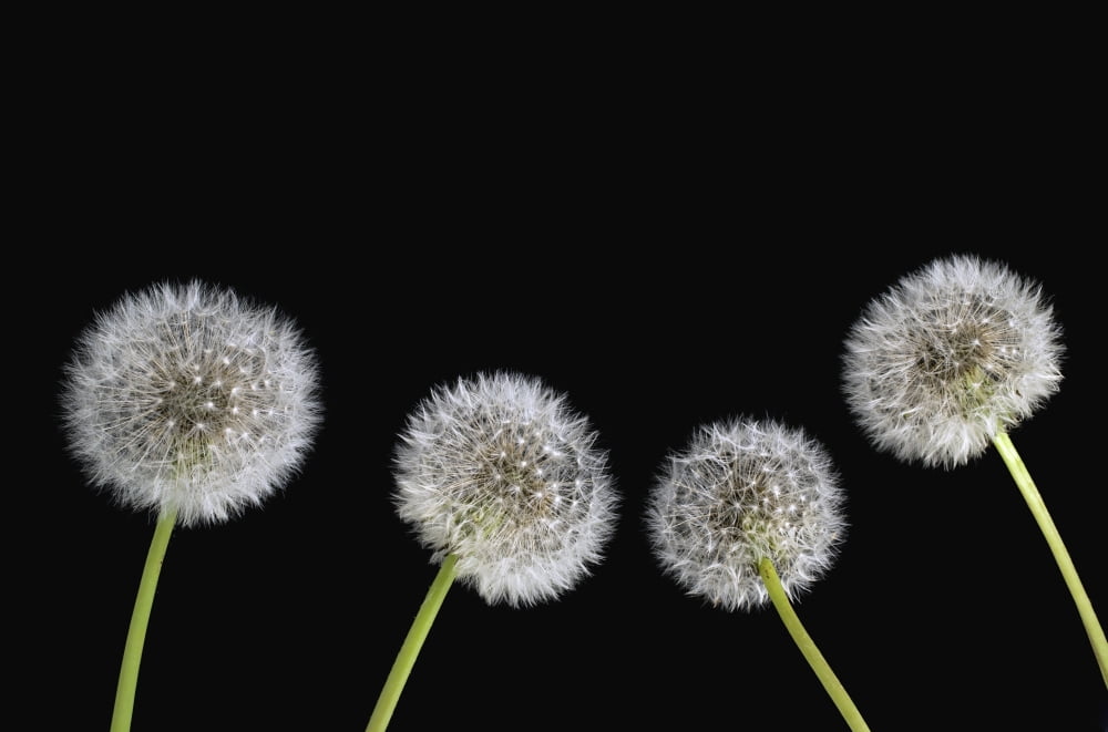 Dandelion Seeds Canvas Art - David Chapman Design Pics (18 x 12)