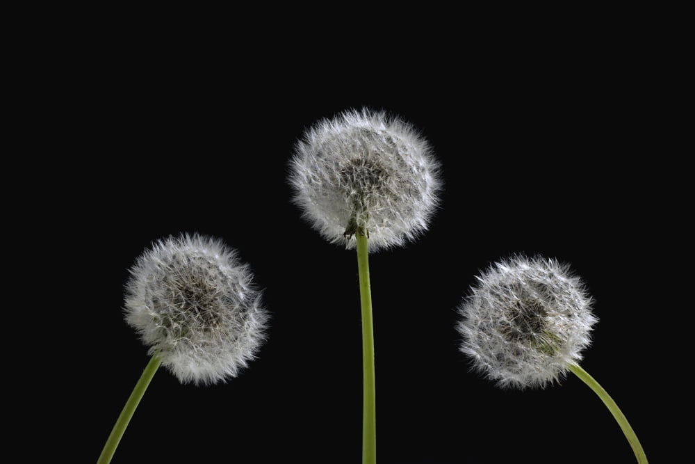 Dandelion Seeds Canvas Art - David Chapman Design Pics (18 x 12)
