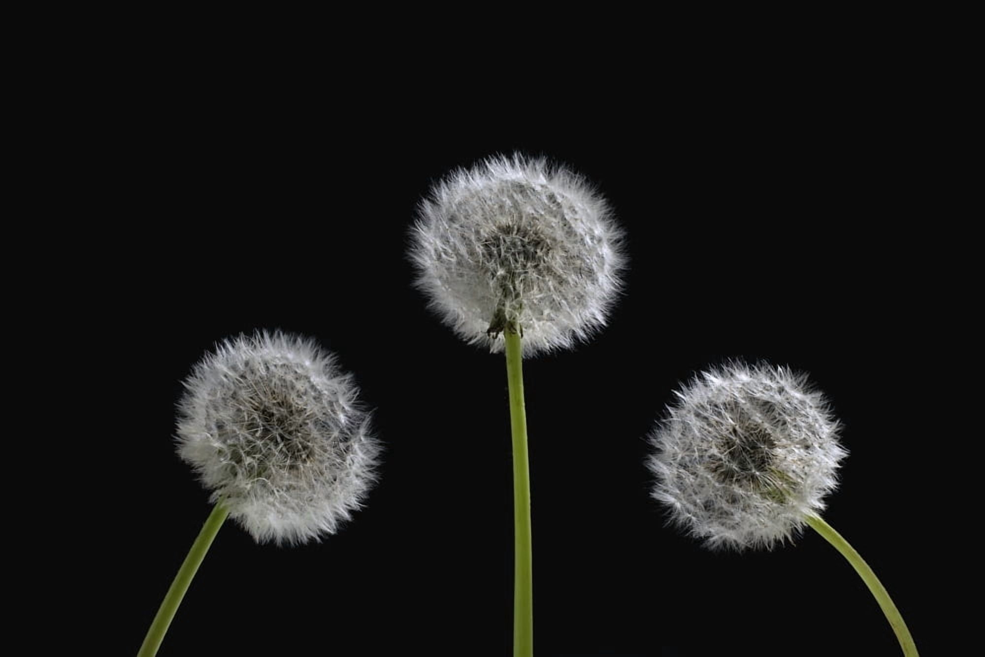 Dandelion Seeds Canvas Art - David Chapman Design Pics (36 x 24)