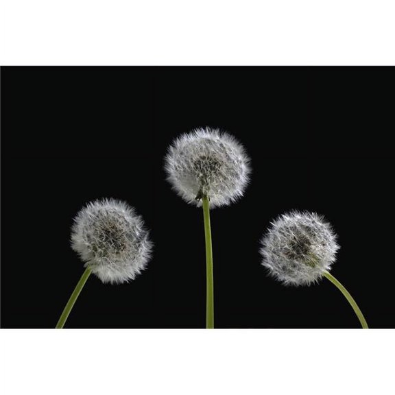 Dandelion Seeds Poster Print - 36 x 24