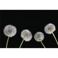 thumbnail image 1 of Dandelion Seeds Poster Print, 1 of 2