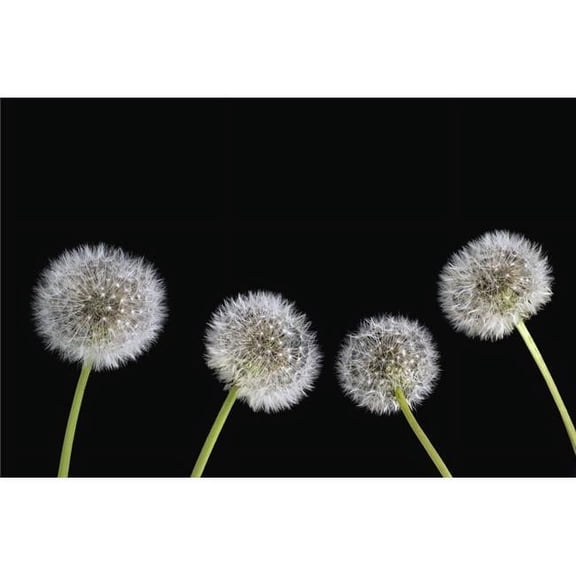 Dandelion Seeds Poster Print