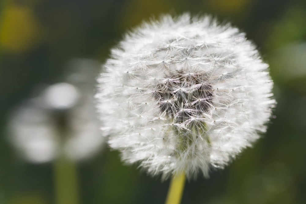 Dandelion (Taraxacum officinale) Black Forest Germany Canvas Art - Carl Bruemmer Design Pics (19 x 12)