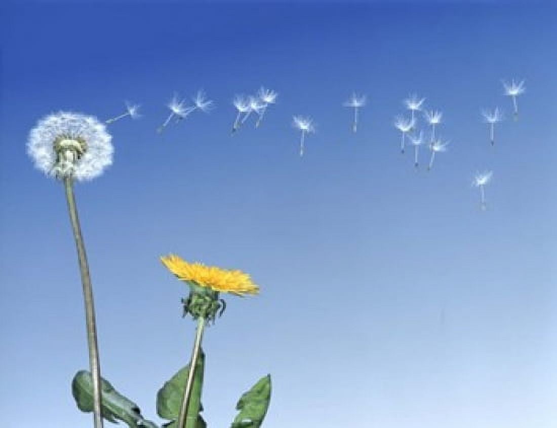 Dandelion (Taraxacum officinale) seeds blowing in the air Canvas Art - Panoramic Images (16 x 13)