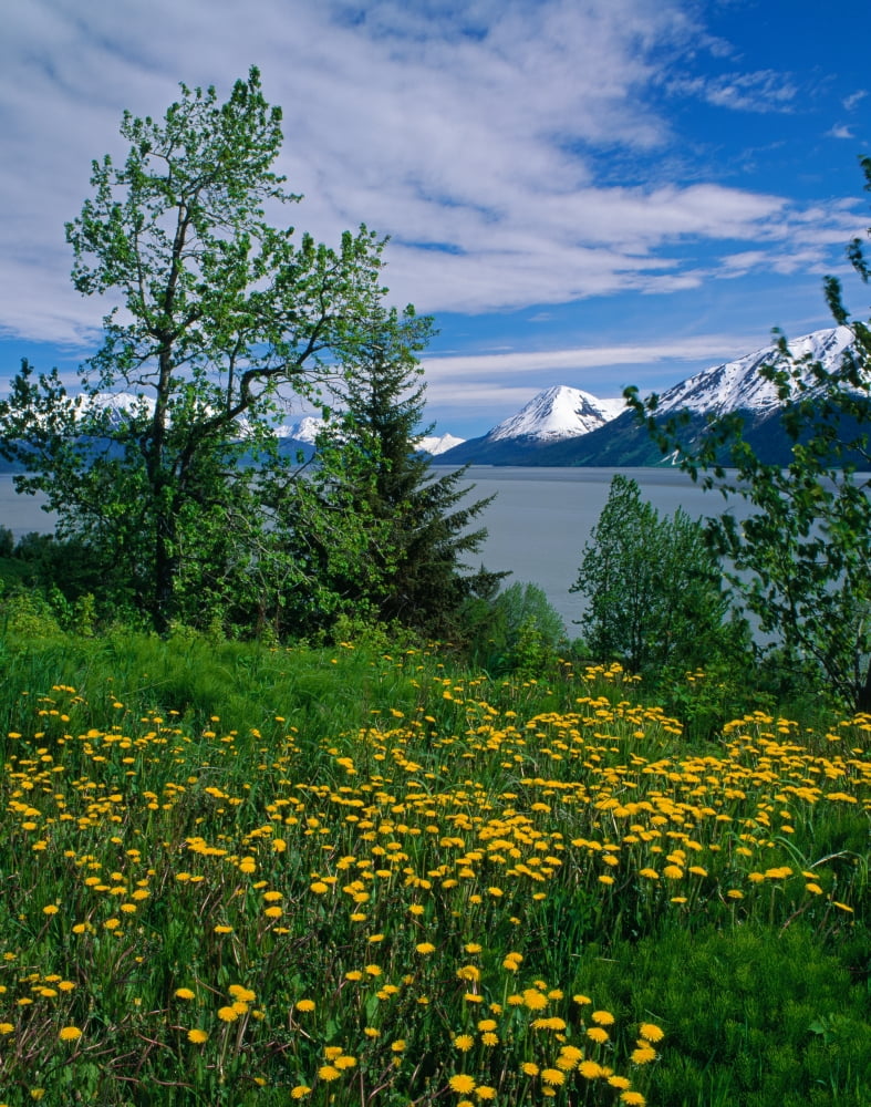 Dandelion flowers blooming along Turnagain Arm distant Chugach Mountains Alaska USA Canvas Art - Panoramic Images (36 x 29)