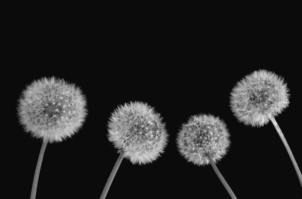 Dandelion seds Waterloo Quebec Canada Canvas Art - David Chapman Design Pics (19 x 12)