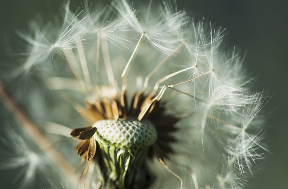 Dandelion seed head Astoria Oregon United States of America Canvas Art - Robert L Potts Design Pics (19 x 12)
