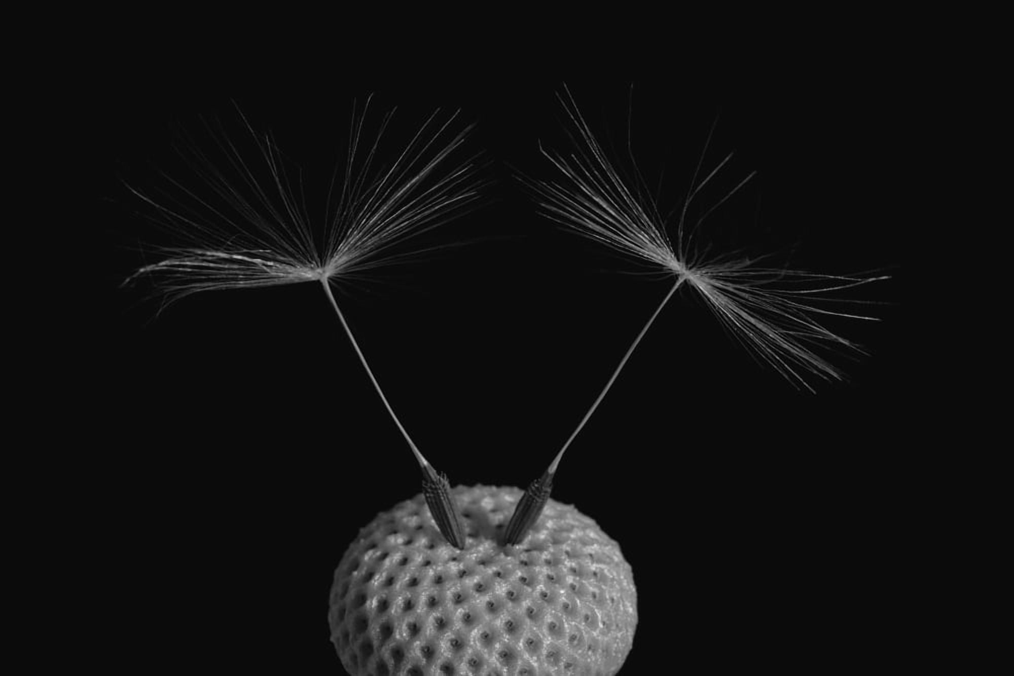 Dandelion seeds Waterloo Quebec Canada Canvas Art - David Chapman Design Pics (19 x 12)
