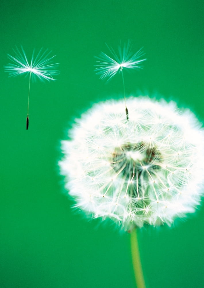 Dandelion seeds flying close-up view Canvas Art - Panoramic Images (12 x 36)