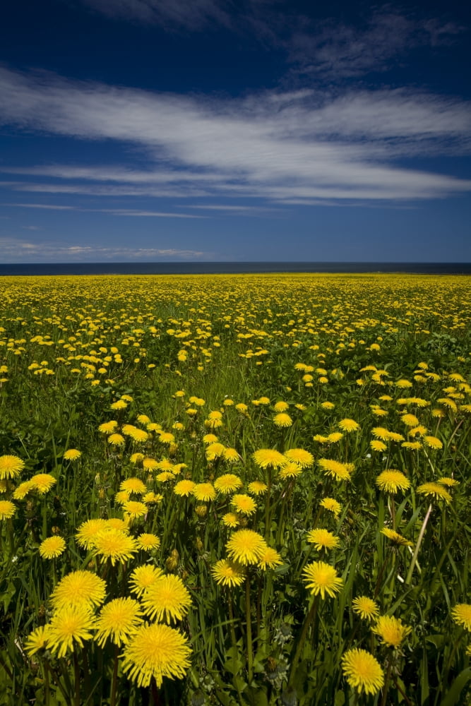 Dandelions Near Howards Cove Prince Edward Island Canvas Art - John Sylvester Design Pics (22 x 34)