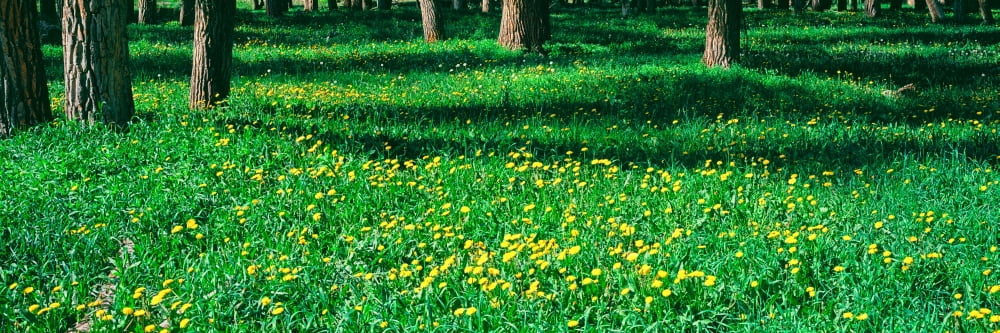 Dandelions and cottonwood flowers in a forest Wilson Teton County Wyoming USA Canvas Art - Panoramic Images (12 x 36)