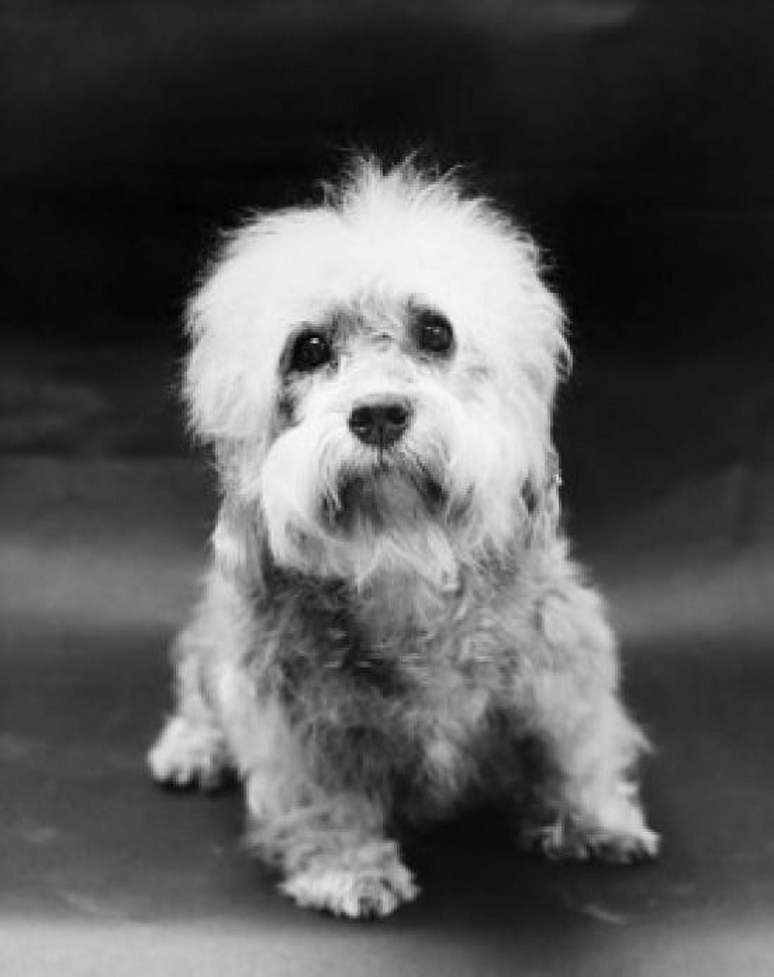 Dandie Dinmont Terrier puppy Canvas Art - (18 x 24)