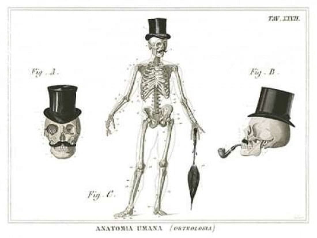 Dandy Bones Canvas Art - Sue Schlabach (18 x 24)