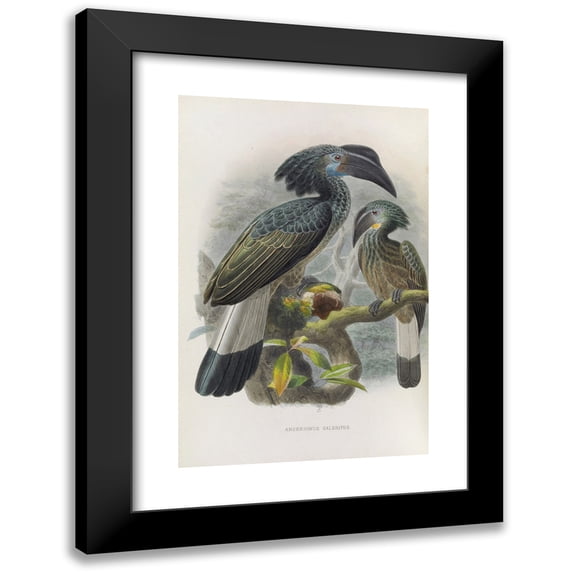 Daniel Giraud Elliot 11x14 Black Modern Framed Museum Art Print Titled - Anorrhinus Galeritus (1882)