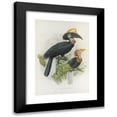 thumbnail image 1 of Daniel Giraud Elliot 11x14 Black Modern Framed Museum Art Print Titled - Ceratogymna Elata (1882), 1 of 5