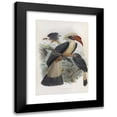 thumbnail image 1 of Daniel Giraud Elliot 11x14 Black Modern Framed Museum Art Print Titled - Penelopides Panini (1882), 1 of 5
