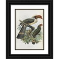 thumbnail image 1 of Daniel Giraud Elliot 11x14 Black Ornate Wood Framed Double Matted Museum Art Print Titled: Penelopides Manillae (1882), 1 of 5