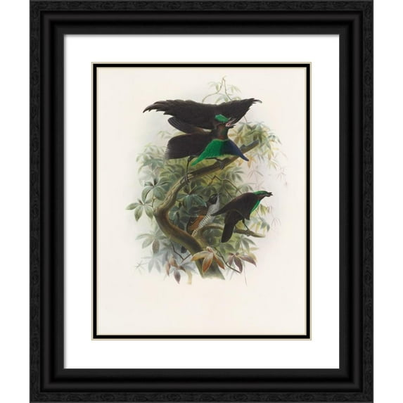 Daniel Giraud Elliot 12x14 Black Ornate Wood Framed Double Matted Museum Art Print Titled: Lophorina Atra (1873)