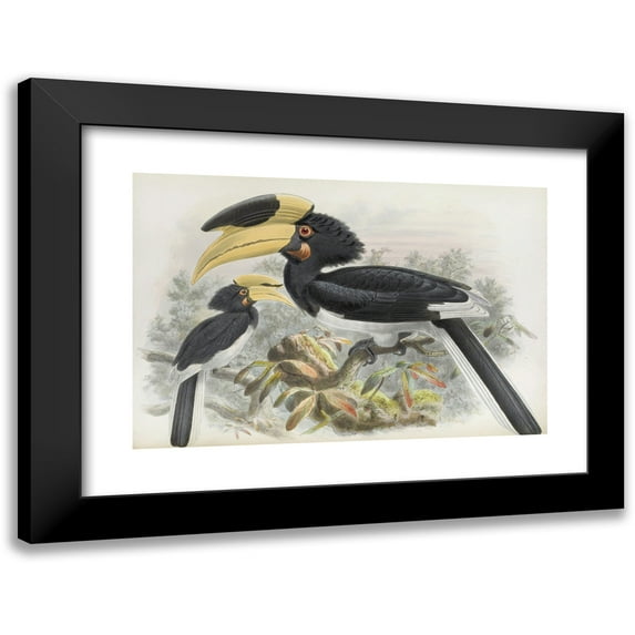 Daniel Giraud Elliot 14x11 Black Modern Framed Museum Art Print Titled - Anthracoceros Crowns (1882)