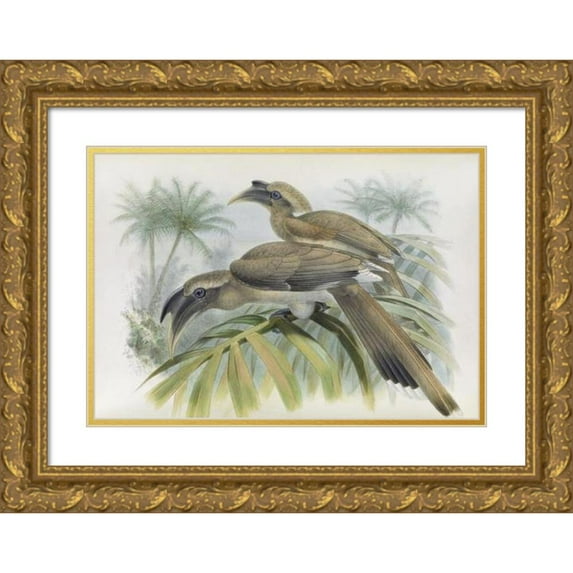 Daniel Giraud Elliot 14x11 Gold Ornate Wood Frame and Double Matted Museum Art Print Titled - Lophoceros Birostris (1882)