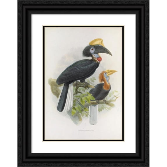 Daniel Giraud Elliot 14x18 Black Ornate Wood Framed Double Matted Museum Art Print Titled - Ceratogymna Elata (1882)