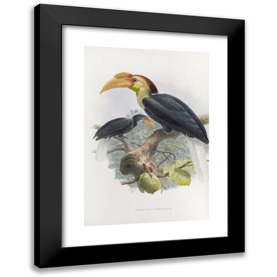 Daniel Giraud Elliot 17x24 Black Modern Framed Museum Art Print Titled - Rhytidoceros Subruficollis (1882)