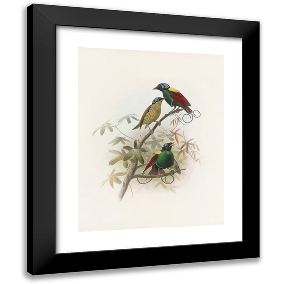 Daniel Giraud Elliot 19x24 Black Modern Framed Museum Art Print Titled - Diphyllodes Republic (1873)