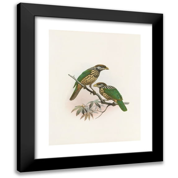Daniel Giraud Elliot 20x24 Black Modern Framed Museum Art Print Titled - Ailuraedus Buccoides (1873)