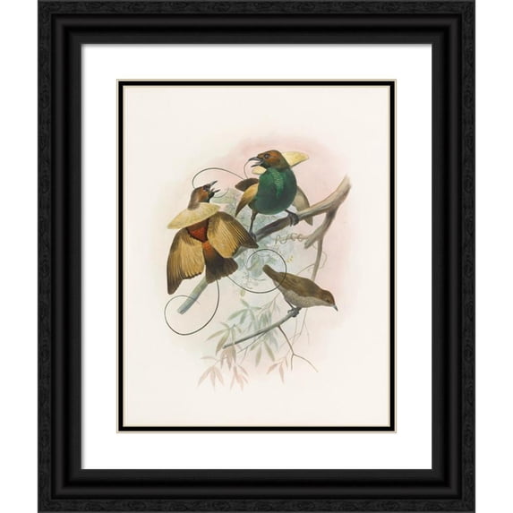 Daniel Giraud Elliot 20x24 Black Ornate Framed Double Matted Museum Art Print Titled: Diphyllodes Attractive (1873)