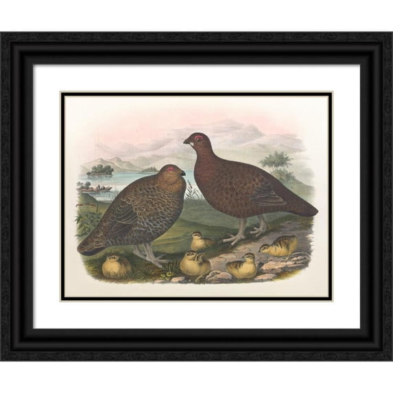 Daniel Giraud Elliot 24x19 Black Ornate Framed Double Matted Museum Art Print Titled: Red Grouse (1865)