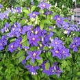 thumbnail image 1 of Direct Gardening Danielle Clematis Vine Purple Flowering Perennial Starter Plant, 1 of 5
