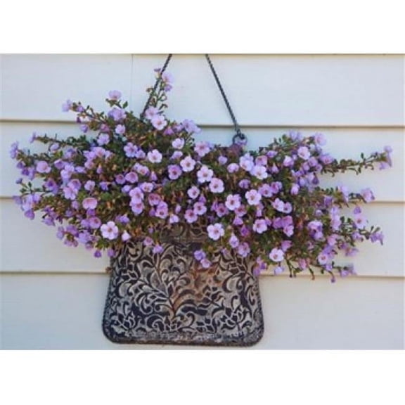 Danita Delimont British Columbia Victoria Decor On House Boats Poster Print by Terry Eggers, 25 x 18