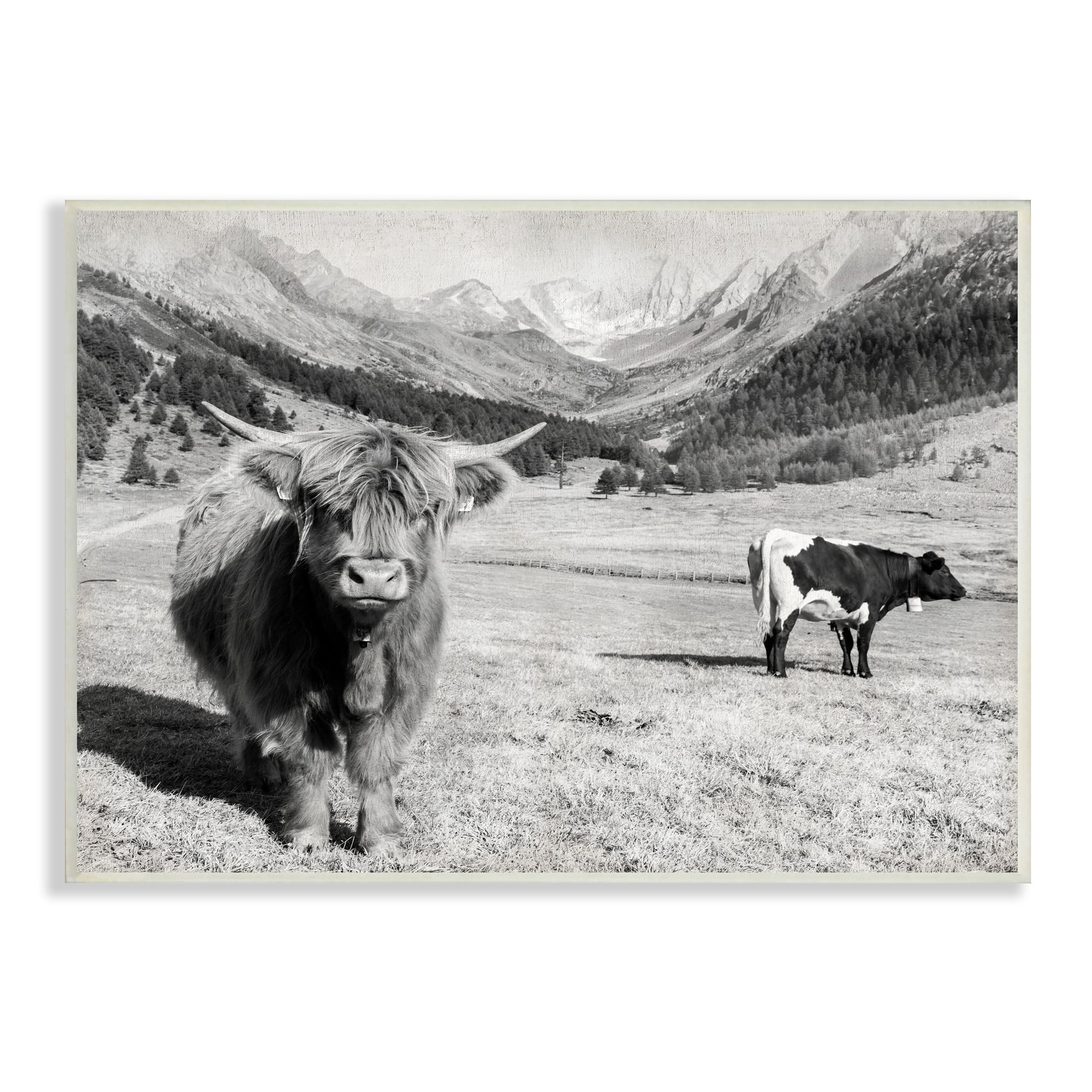 Stupell Industries Curious Ox Clueless Cow Sublime Farm Plains,19 x 13, Design by Danita Delimont