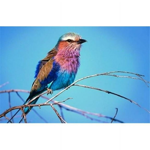 Danita Delimont PDDAF21BJA0026B Kenya Masai Mara Lilac-Breasted Roller Bird Poster Print by Jaynes Gallery, 17 x 11