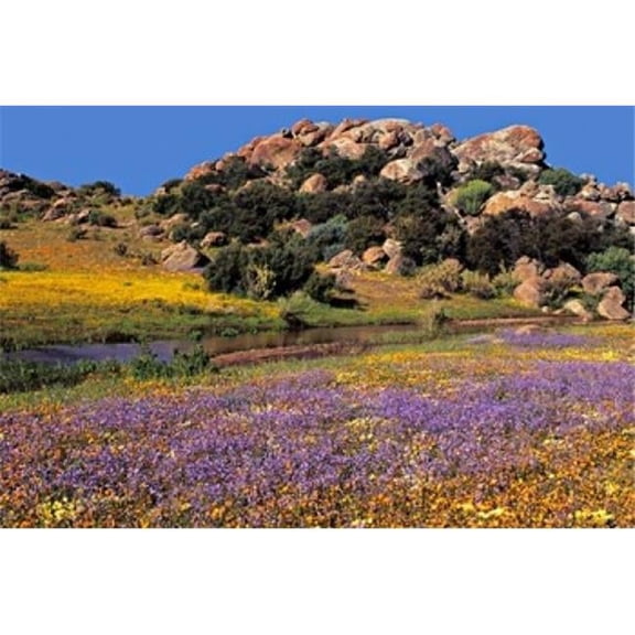 Danita Delimont PDDAF42CCR0001B Wildflowers Flourish Namaqualand Northern Cape Province South Africa Poster Print by Charles Crust, 18 x 12