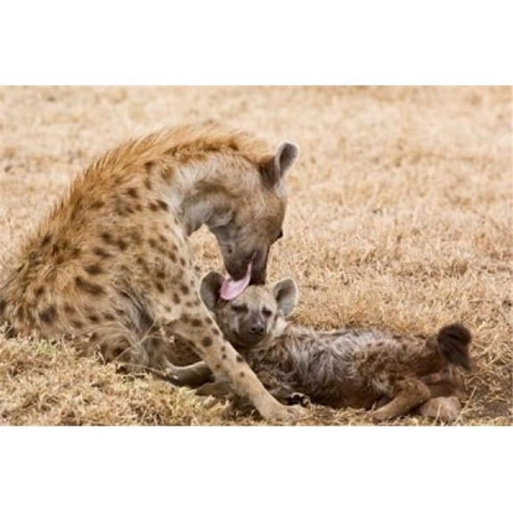 Danita Delimont PDDAF45BJA0017B Tanzania Ngorongoro Conservation Area Spotted Hyena Poster Print by Jaynes Gallery, 17 x 11