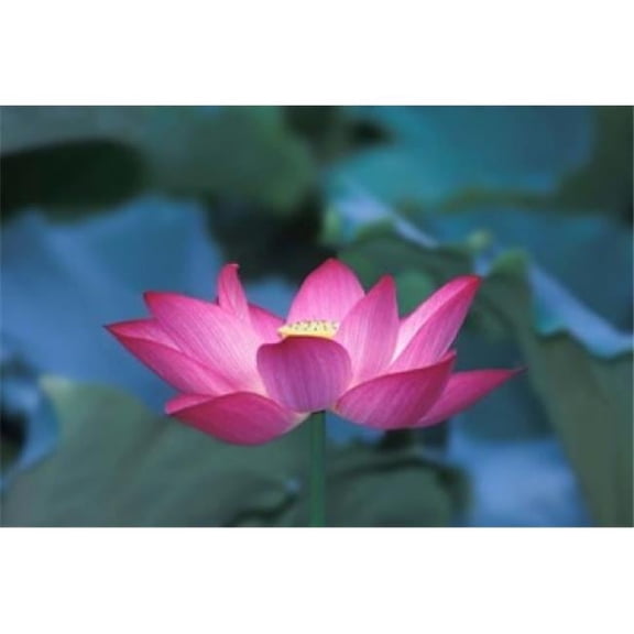 Danita Delimont PDDAS07KSU1219 Red Lotus Flower Hangzhou Zhejiang Province China Poster Print by Keren Su, 36 x 24