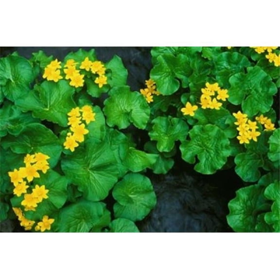 Danita Delimont PDDAS15RTI0073 Yezo Ryu-Kinka, Marsh Marigold Daisetsuzan Np Hokkaido Japan Poster Print by Rob Tilley, 22 x 15