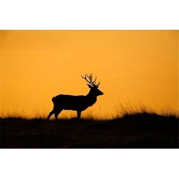 Danita Delimont PDDEU33DSL0045B Uk Red Deer Stag At Dawn Poster Print by David Slater, 17 x 11
