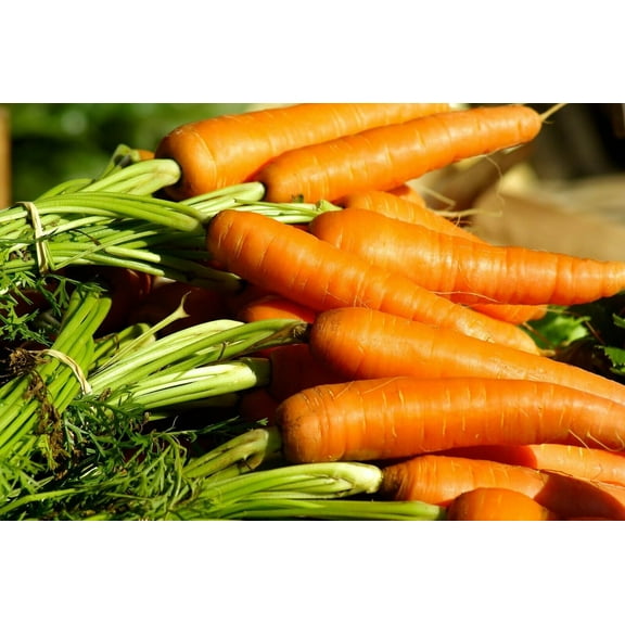 Danvers Carrot Seeds | Non-GMO | Fresh Vegetable Garden Seeds USA