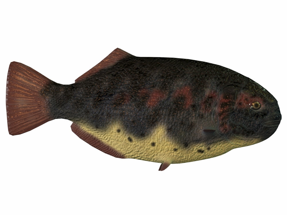 Dapedius an extinct species of primitive ray-finned fish Canvas Art - Corey FordStocktrek Images (33 x 25)
