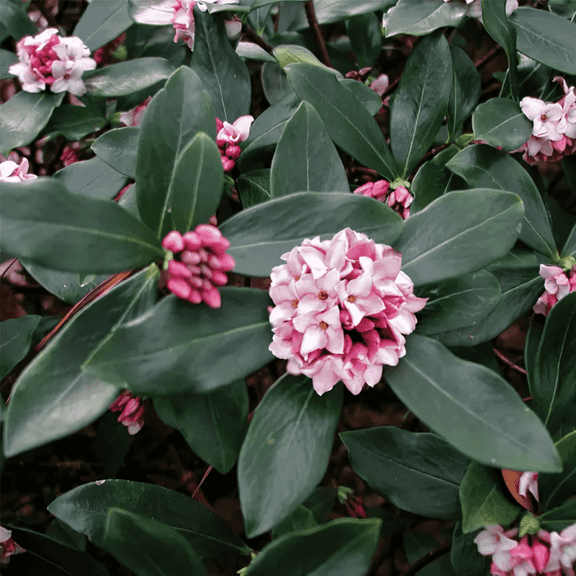 Daphne Pink Live Shrub 1 Gallon Potted, Fragrant Pink Blooms, Evergreen Flowering Shrub, Zones 69