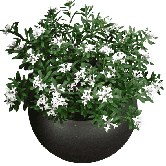 Daphne White Live Shrubs, Fragrant Evergreen with Elegant White Blooms