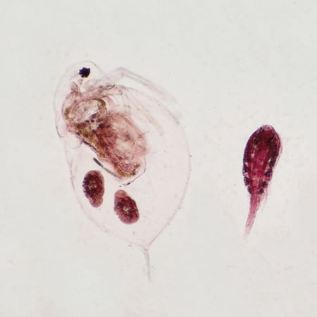 Daphnia And Cyclops, W.M. Microscope Slide