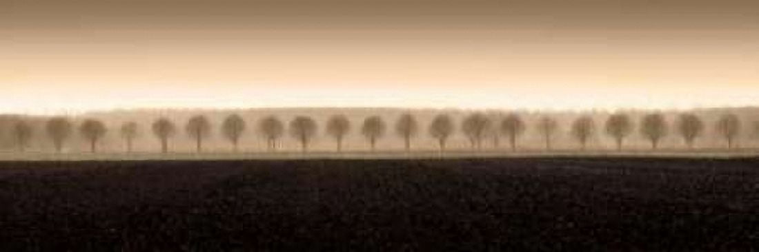 Dappled Morning Fields Canvas Art - Heather Ross (8 x 24)