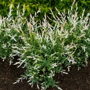 Dappled Willow Deciduous Flowering Shrub, in a 1 gallon pot