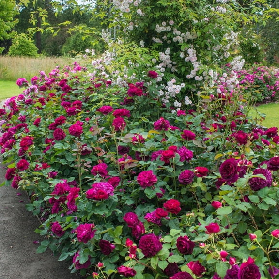 RedCrocus Darcey Bussell David Austin Roses- Fragrant Pink Blooming Shrubs for Gardens & Borders, Pollinator Attractant, Container Friendly, Deer Resistant 3 Gallon